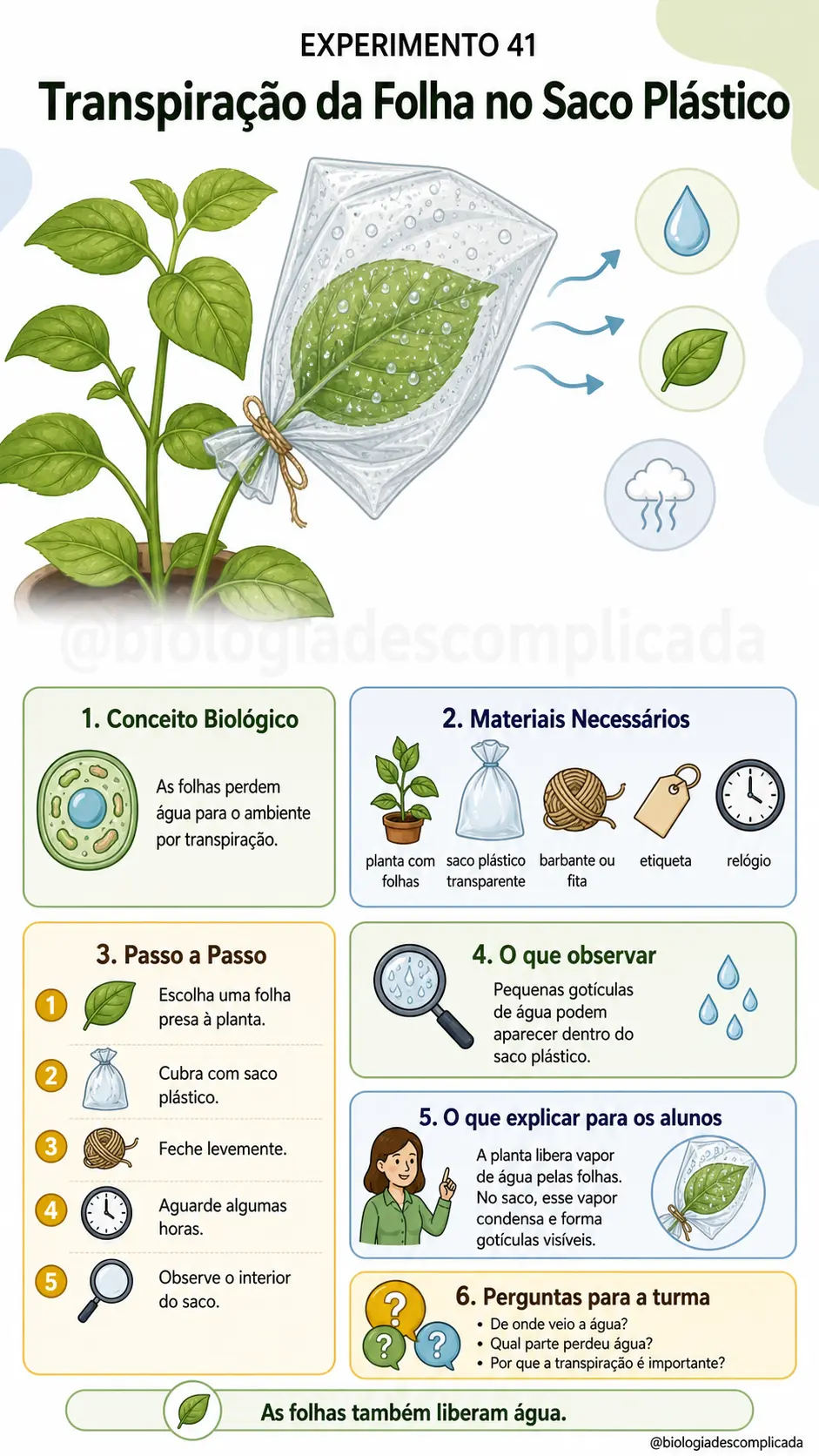 Experimento 41
